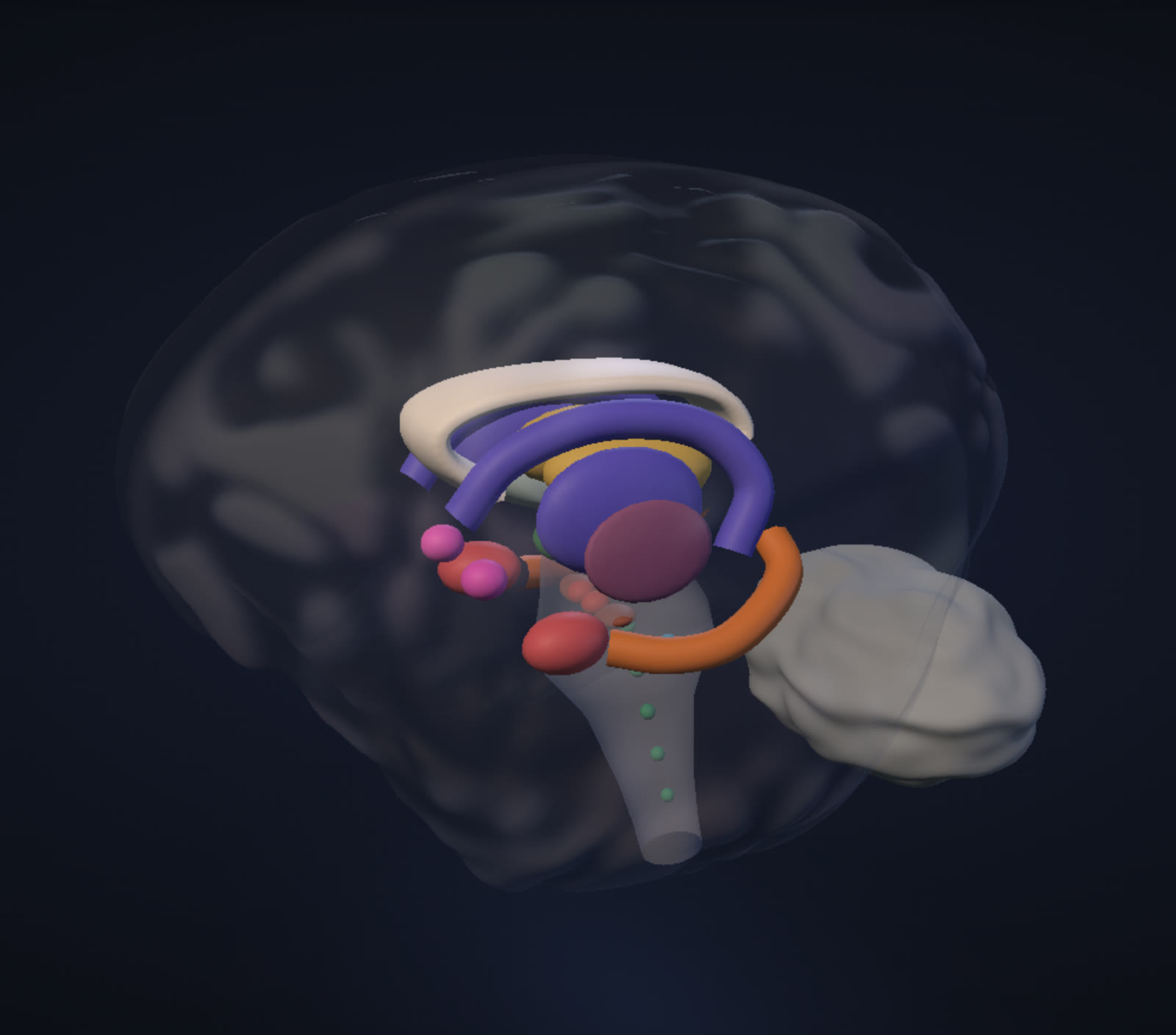 The brain with the cortex faded almost to glass, exposing the corpus callosum, thalamus, hippocampus, amygdala, basal ganglia and brainstem in colour.