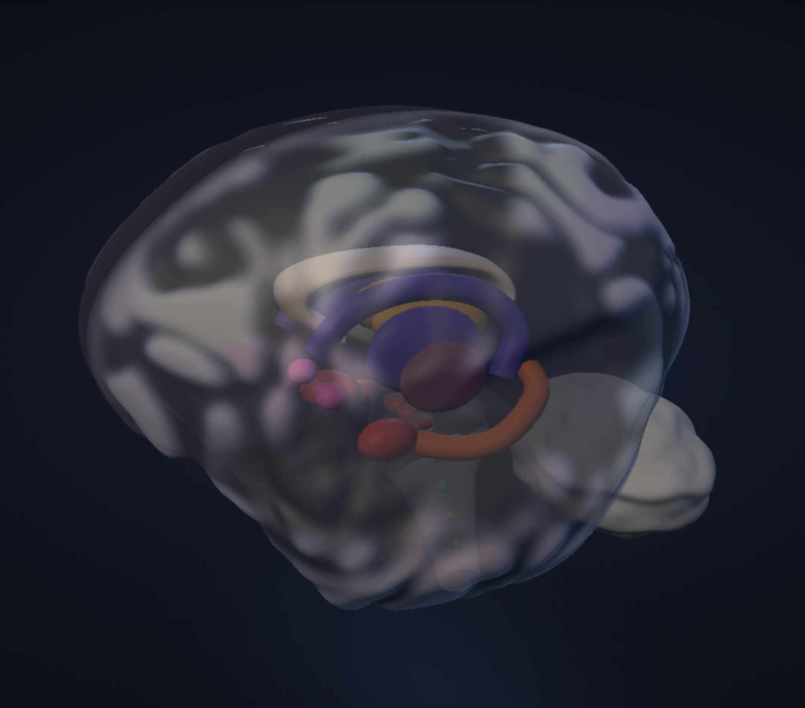 The CogniGraph brain: a translucent grey cortex with the thalamus, hippocampus, amygdala and basal ganglia visible inside in purple, orange and red, and the cerebellum behind.